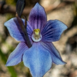 Thelymitra cyanea at Cotter River, ACT - 5 Mar 2023