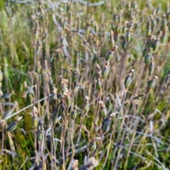 Thelymitra cyanea at Cotter River, ACT - suppressed