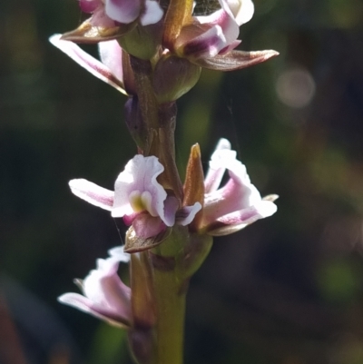 Prasophyllum venustum (Charming leek orchid) at Namadgi National Park - 4 Mar 2023 by dan.clark
