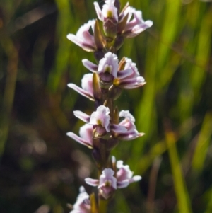 Paraprasophyllum venustum at Cotter River, ACT - 5 Mar 2023