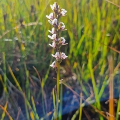 Paraprasophyllum venustum at Cotter River, ACT - 5 Mar 2023