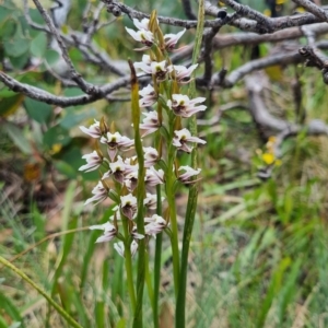 Paraprasophyllum alpestre at Cotter River, ACT - suppressed