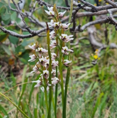 Prasophyllum alpestre (Mauve leek orchid) at Namadgi National Park - 4 Mar 2023 by dan.clark