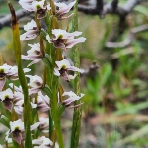 Paraprasophyllum alpestre at Cotter River, ACT - 4 Mar 2023