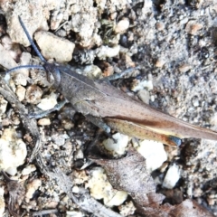 Goniaea australasiae (Gumleaf grasshopper) at Wanniassa, ACT - 4 Mar 2023 by JohnBundock