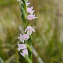 Spiranthes australis (Austral Ladies Tresses) at Kosciuszko National Park - 4 Mar 2023 by dan.clark