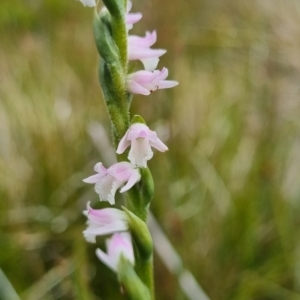 Spiranthes australis at Bimberi, NSW - 4 Mar 2023