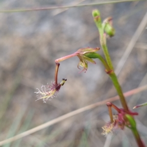 Thynninorchis huntianus at suppressed - suppressed