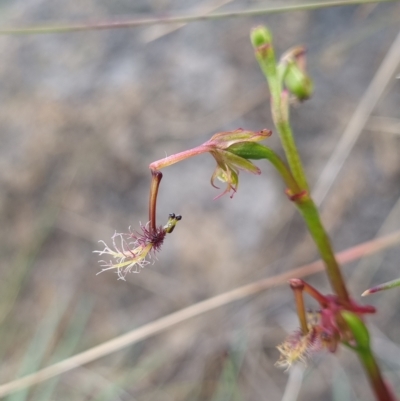 Thynninorchis huntianus (Common Elbow Orchid) at Cotter River, ACT - 4 Mar 2023 by dan.clark