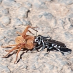 Turneromyia sp. (genus) (Zebra spider wasp) at Wingello, NSW - 5 Mar 2023 by Aussiegall