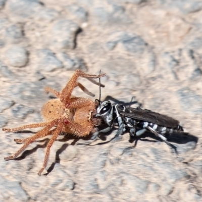 Turneromyia sp. (genus) (Zebra spider wasp) at Wingello, NSW - 5 Mar 2023 by Aussiegall