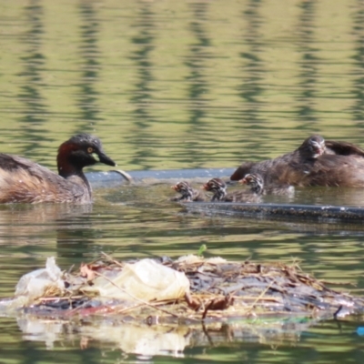 Tachybaptus novaehollandiae (Australasian Grebe) at Jerrabomberra, ACT - 5 Mar 2023 by RodDeb