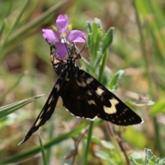 Phalaenoides tristifica (Willow-herb Day-moth) at Symonston, ACT - 5 Mar 2023 by RodDeb