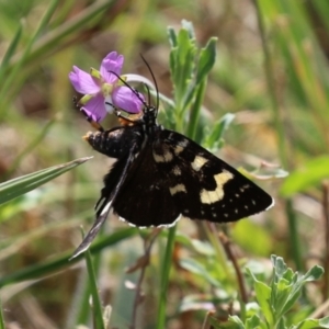 Phalaenoides tristifica at Symonston, ACT - suppressed