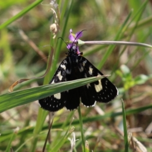 Phalaenoides tristifica at Symonston, ACT - 5 Mar 2023