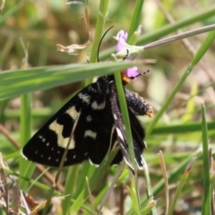 Phalaenoides tristifica at Symonston, ACT - 5 Mar 2023