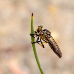 Ommatius coeraebus (a robber fly) at Penrose - 4 Mar 2023 by Aussiegall