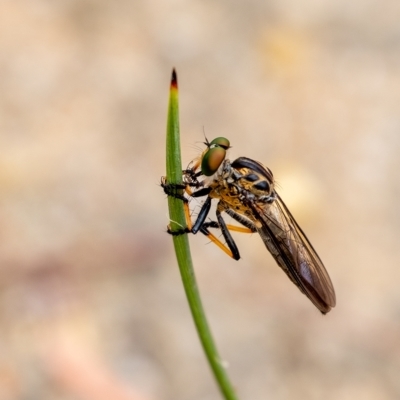 Ommatius coeraebus (a robber fly) at Penrose - 4 Mar 2023 by Aussiegall