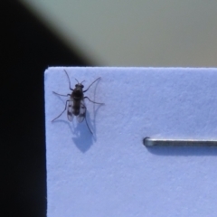 Cricotopus sp. (genus) (A non-biting midge) at Symonston, ACT - 5 Mar 2023 by RodDeb