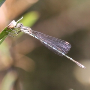 Austrolestes leda at Macarthur, ACT - 5 Mar 2023