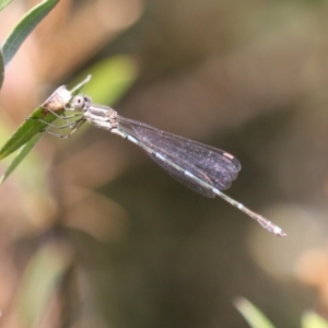 Austrolestes leda at Macarthur, ACT - 5 Mar 2023 11:22 AM