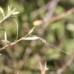 Austrolestes leda at Macarthur, ACT - 5 Mar 2023