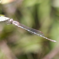 Austrolestes leda at Macarthur, ACT - 5 Mar 2023 11:22 AM