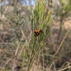 Asura lydia (Lydia Lichen Moth) at Black Mountain - 4 Mar 2023 by WalterEgo
