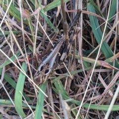 Gastrimargus musicus (Yellow-winged Locust or Grasshopper) at Hackett, ACT - 5 Mar 2023 by WalterEgo