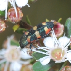 Castiarina sexplagiata (Jewel beetle) at Tinderry, NSW - 4 Mar 2023 by Harrisi