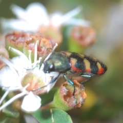 Castiarina sexplagiata at Tinderry, NSW - 4 Mar 2023