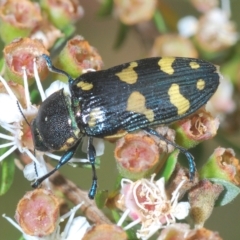 Castiarina octospilota (A Jewel Beetle) at Tinderry, NSW - 4 Mar 2023 by Harrisi