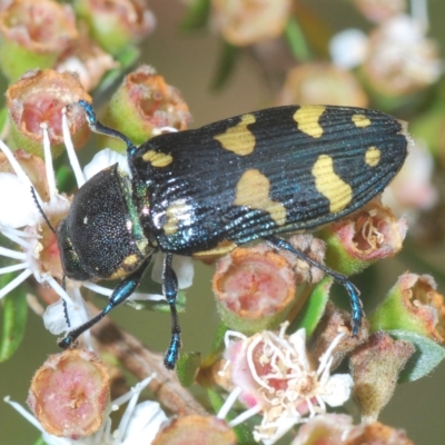Castiarina octospilota (A Jewel Beetle) at Tinderry, NSW - 4 Mar 2023 by Harrisi