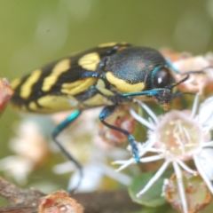 Castiarina octospilota at Tinderry, NSW - suppressed