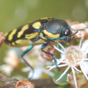 Castiarina octospilota at Tinderry, NSW - suppressed