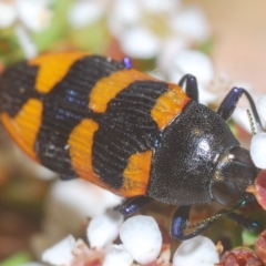 Castiarina thomsoni (A jewel beetle) at Tinderry, NSW - 4 Mar 2023 by Harrisi