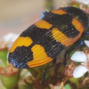 Castiarina thomsoni at Tinderry, NSW - 4 Mar 2023 08:55 PM