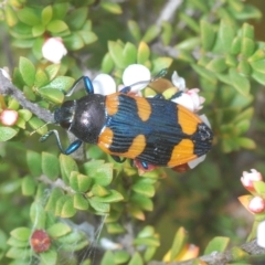 Castiarina thomsoni at Tinderry, NSW - 4 Mar 2023 08:55 PM