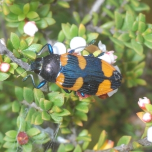 Castiarina thomsoni at Tinderry, NSW - 4 Mar 2023 08:55 PM