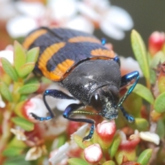 Castiarina thomsoni at Tinderry, NSW - 4 Mar 2023 08:55 PM