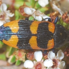 Castiarina thomsoni at Tinderry, NSW - 4 Mar 2023