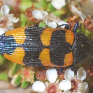 Castiarina thomsoni at Tinderry, NSW - 4 Mar 2023 08:55 PM