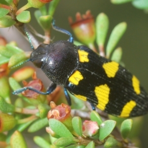 Castiarina australasiae at Tinderry, NSW - suppressed