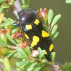 Castiarina australasiae at Tinderry, NSW - suppressed