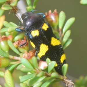 Castiarina australasiae at Tinderry, NSW - suppressed