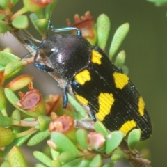 Castiarina australasiae at Tinderry, NSW - suppressed