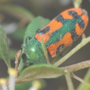 Castiarina scalaris at Tinderry, NSW - 4 Mar 2023 03:51 PM