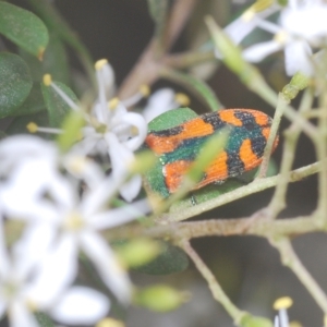 Castiarina scalaris at Tinderry, NSW - 4 Mar 2023