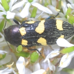 Castiarina australasiae (A jewel beetle) at Tinderry, NSW - 4 Mar 2023 by Harrisi