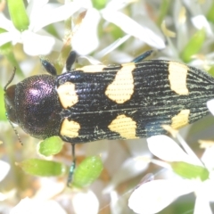 Castiarina australasiae at Tinderry, NSW - 4 Mar 2023 04:25 PM